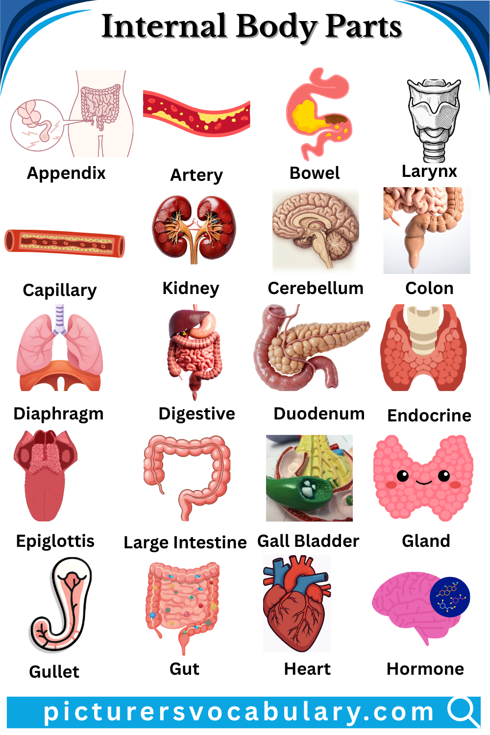 Internal Body Parts Vocabulary in English with Pictures