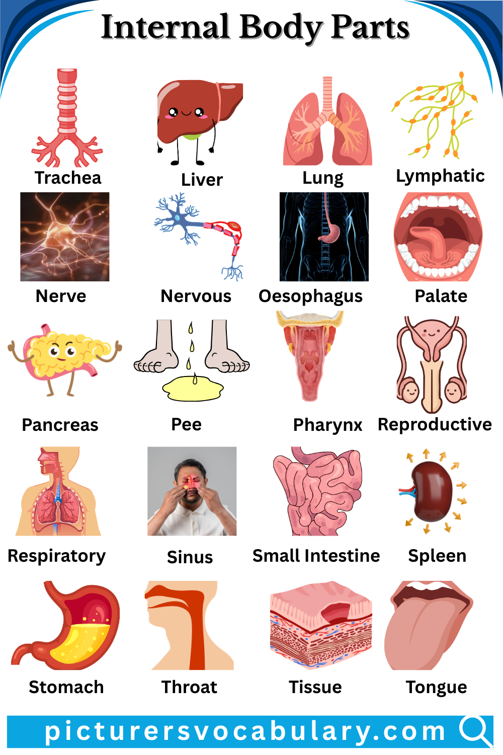 Internal Body Parts Vocabulary in English with Pictures
