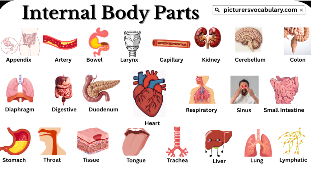 Internal Body Parts Vocabulary in English with Pictures
