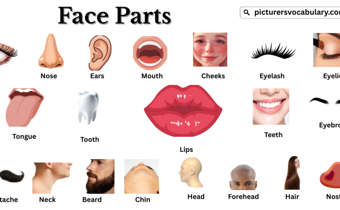 Face Parts Vocabulary with Pictures and Names