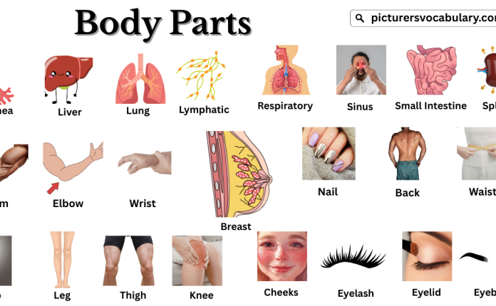Body Parts Vocabulary with Pictures in English