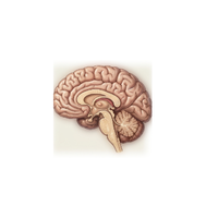 Cerebellum