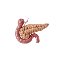 Duodenum