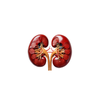 Kidney