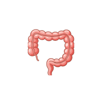 Large Intestine