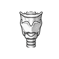 Larynx