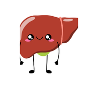 Liver