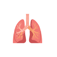 Lung