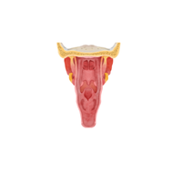 Pharynx