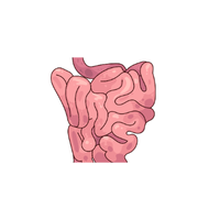 Small Intestine