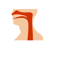 Throat