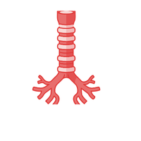 Trachea